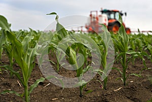 Tractor spraying corn field