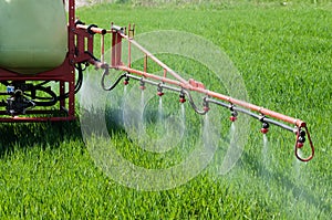 Tractor spraying herbicide over wheat field with sprayer