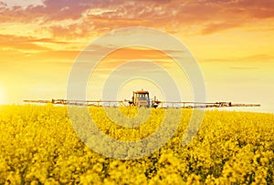 Tractor in spraying the oilseed rape farmland.