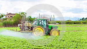 Tractor spraying pesticide, pesticides or insecticide spray on lettuce or iceberg field at sunset. Pesticides and insecticides on