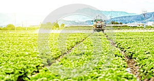 Tractor spraying pesticide, pesticides or insecticide spray on lettuce or iceberg field at sunset. Pesticides and insecticides on