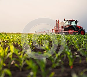 Tractor spraying corn field in sunset
