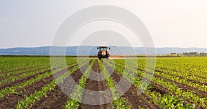 Tractor spraying corn field in sunset