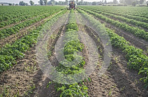 Tractor spraying pesticides over young tomato plants