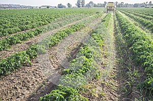 Tractor spraying pesticides over young tomato plants