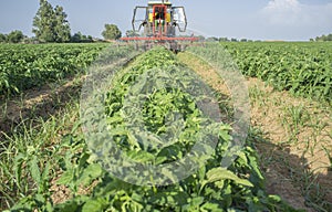 Tractor spraying pesticides over young tomato plants