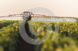 Tractor spraying vegetable field in sunset photo