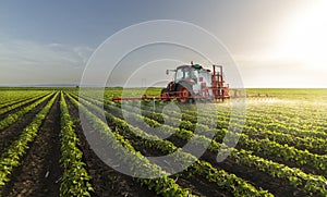 Tractor spraying soy field in sunset photo