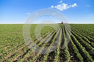 Tractor spraying soybean crop field.