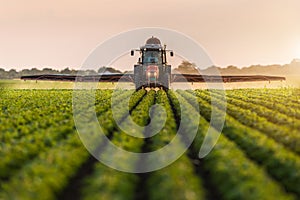 Tractor spraying soybean field at spring