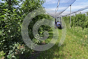 Tractor Spraying Trees in Apple Orchard Covered with Hail Protection Nets