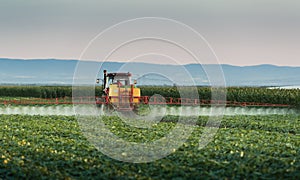 Tractor spraying vegetable field at spring