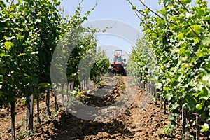 Tractor spraying vineyard