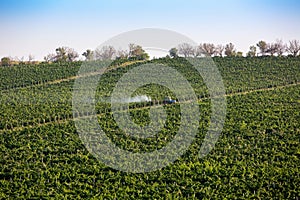 Tractor spraying vineyard with fungicide