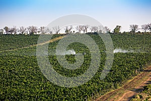 Tractor spraying vineyard with fungicide