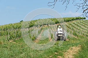 Tractor spraying vineyard