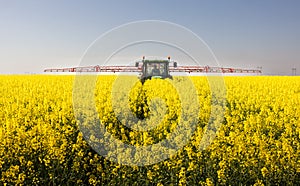 Tractor spraying yellow oilseed field