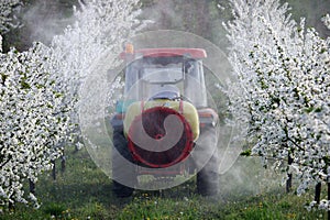 Tractor sprays insecticide in cherry orchard in spring