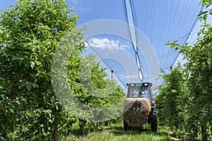 Tractor Sprays Pesticides in Apple Orchard in Springtime