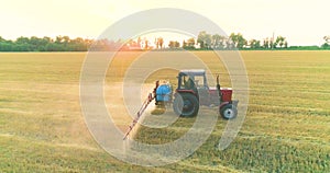 A tractor sprays a wheat field, a top view. Large wheat field drone view. Protecting fields from pests