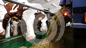 Tractor spreading silage to feeding herd of cows at milk factory. Friendly mammal animals eating fresh fodder at cowshed