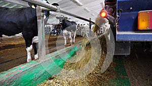 Tractor spreading silage to feeding herd of cows at milk factory. Friendly mammal animals eating fresh fodder at cowshed