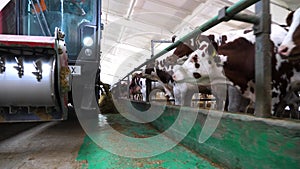 Tractor spreading silage to feeding herd of cows at milk factory. Friendly mammal animals eating fresh forage at dairy
