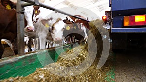 Tractor spreading silage to feeding herd of cows at milk factory. Friendly mammal animals eating fresh forage at dairy