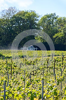 Tractor sprinkles young shoots of grapes on premier cru champagne vineyards in village Hautvillers near Epernay, Champange, France