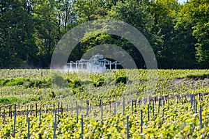 Tractor sprinkles young shoots of grapes on premier cru champagne vineyards in village Hautvillers near Epernay, Champange, France