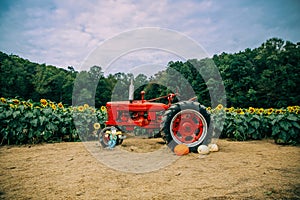 Tractor among Sunflowers in a very large sunflower field in the summer fall at harvest