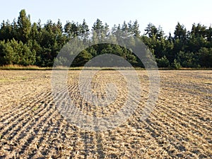 Tractor tilled wheat the field