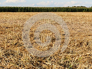 Tractor tilled wheat the field