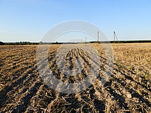 Tractor tilled wheat the field