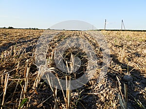 Tractor tilled wheat the field