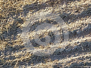 Tractor tilled wheat the field