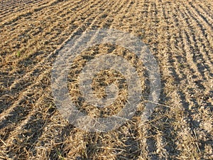 Tractor tilled wheat the field