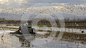 Tractor tilling a rice field in Albufera of valencia at sunset