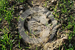Tractor tire track on field- texture.