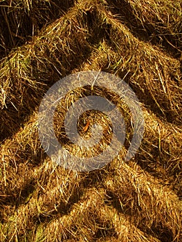 Tractor tire tracks in dry grass