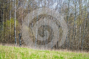 Tractor tire tracks in green grass