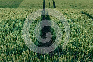 Tractor tire tracks in green wheat field