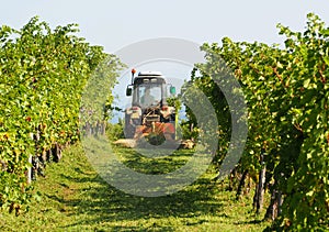 Tractor towing a grass cutting machine among rows of a vineyard