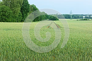 Tractor tracks in a green field of cereal plants against clear blue sky