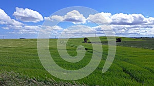 Tractor tracks in a luscious green field with blue skies and flu