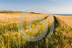 Tractor tracks in a wheat field in summer