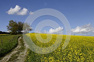 Tractor tracks and yellow field of colza