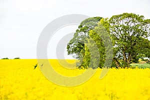 A tractor trail on a blooming yellow rapeseed field