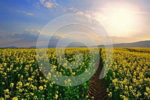 Tractor trail on the rapeseed field at sunset.