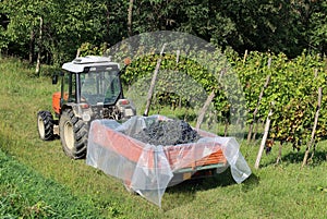 Tractor with the trailer full of black grapes bunches alongside the vineyard